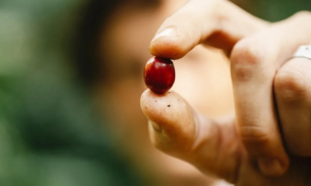 The Castillo Redemption: How Jairo Arcila's Green Apple Coffee Shatters Every Prejudice